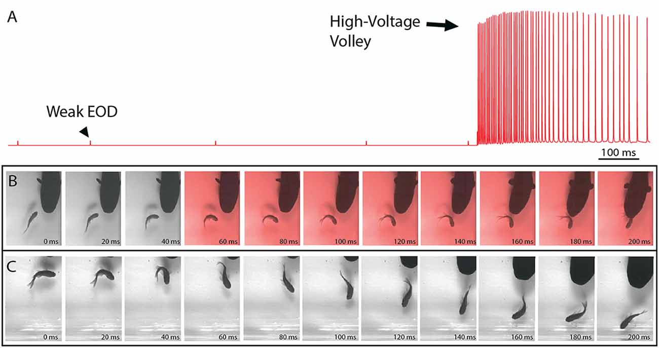 Frontiers | The Astonishing Behavior of Electric Eels