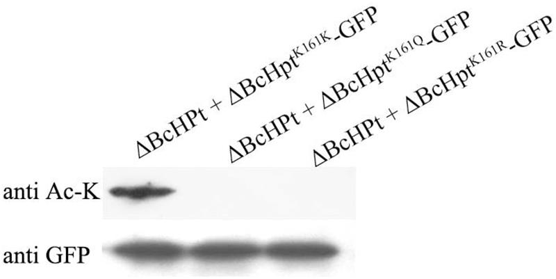 www.frontiersin.org
