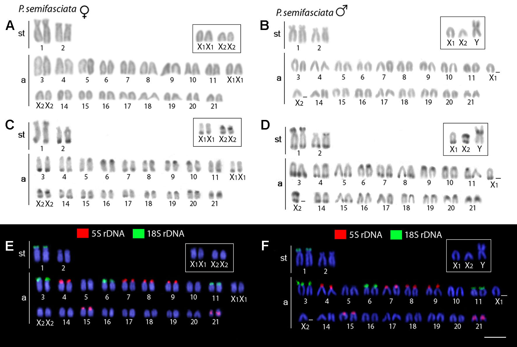 1772px x 1192px - Frontiers | Comparative Cytogenetics and Neo-Y Formation in Small ...