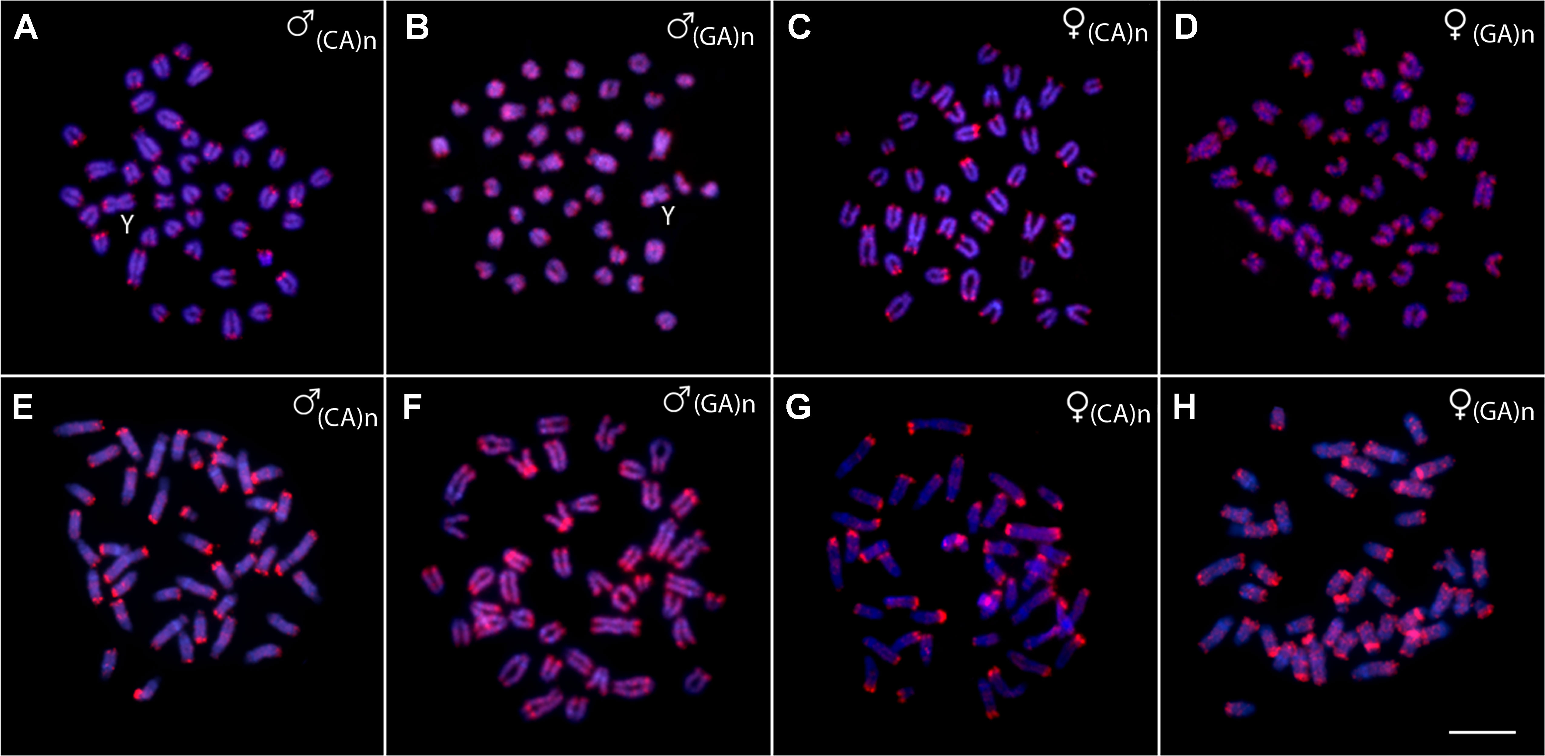 5100px x 2497px - Frontiers | Comparative Cytogenetics and Neo-Y Formation in Small ...