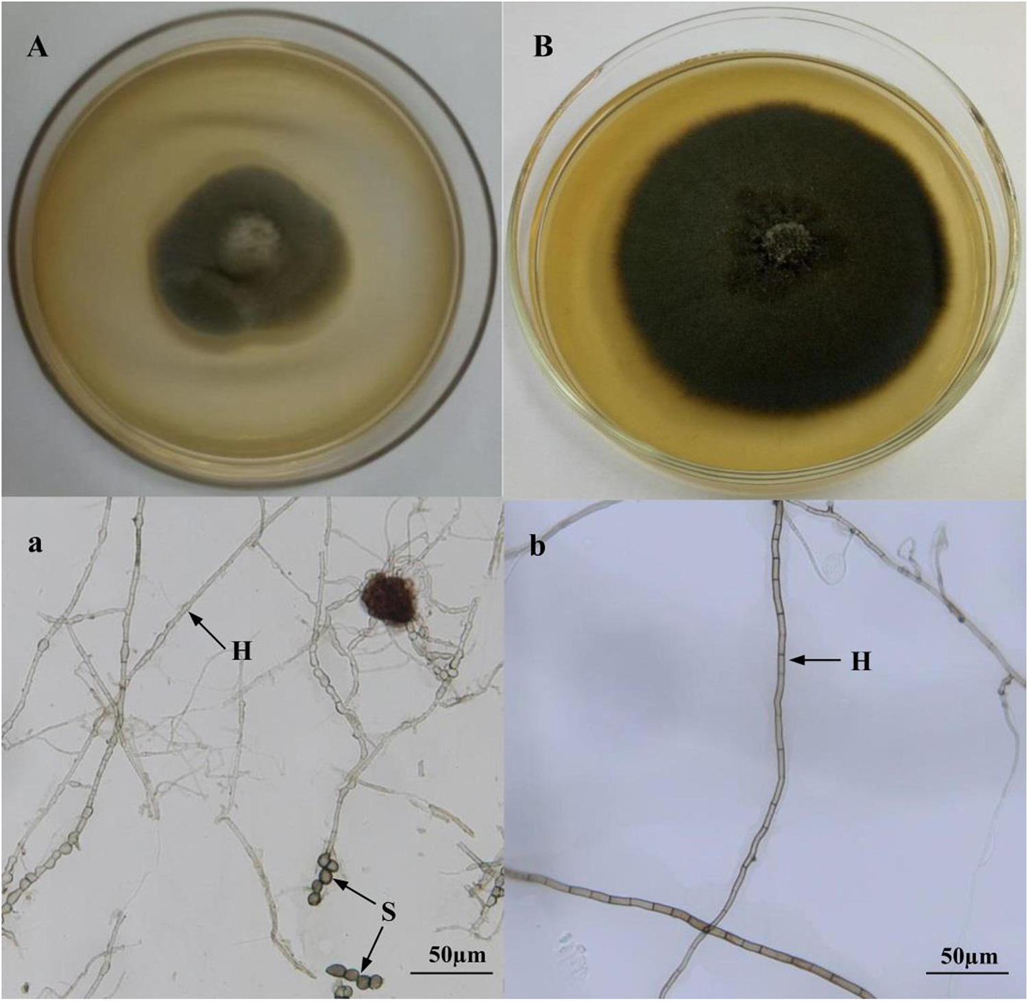 Frontiers  Characterization of fungal pathogens and germplasm