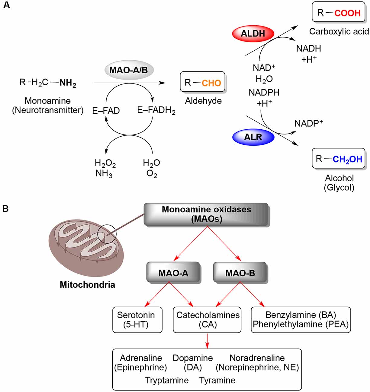 Frontiers Monoamine Oxidases Maos As Privileged Molecular Targets In Neuroscience Research 