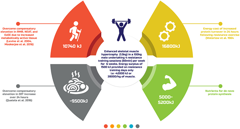 Optimizing Bulking Diets To Facilitate Hypertrophy • Stronger by Science