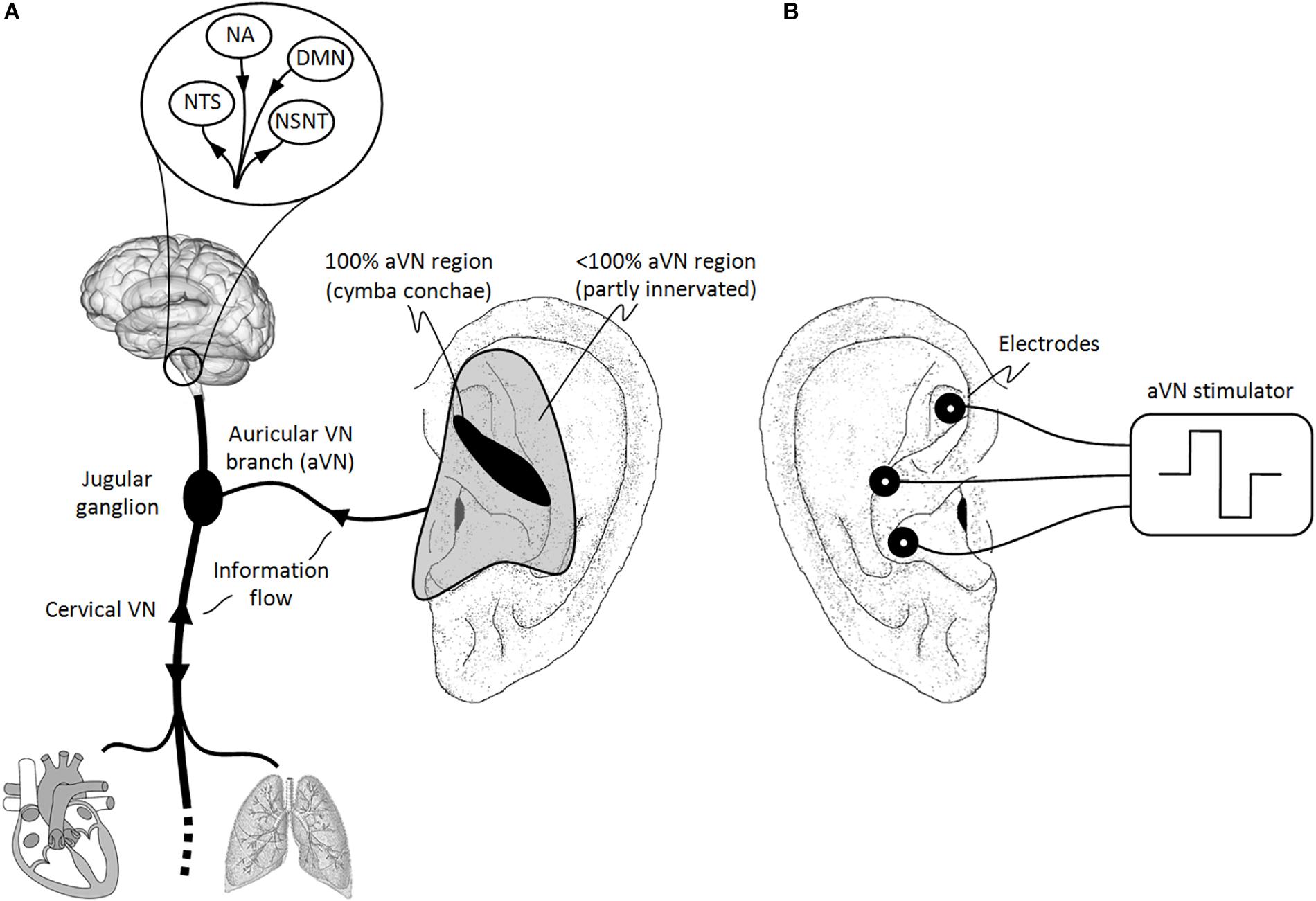 Effects of electrical muscle stimulation on cerebral blood flow, BMC  Neuroscience