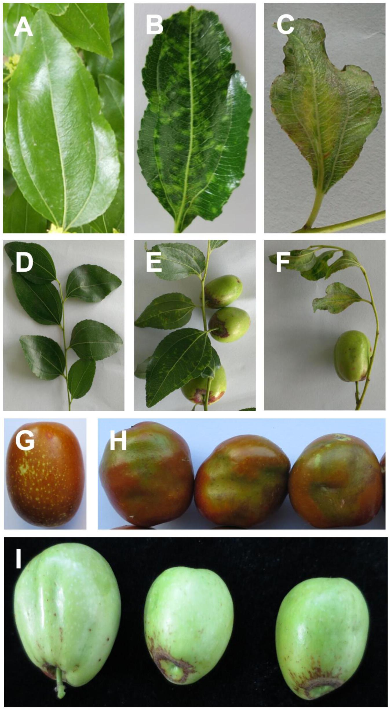 research article on ziziphus jujuba