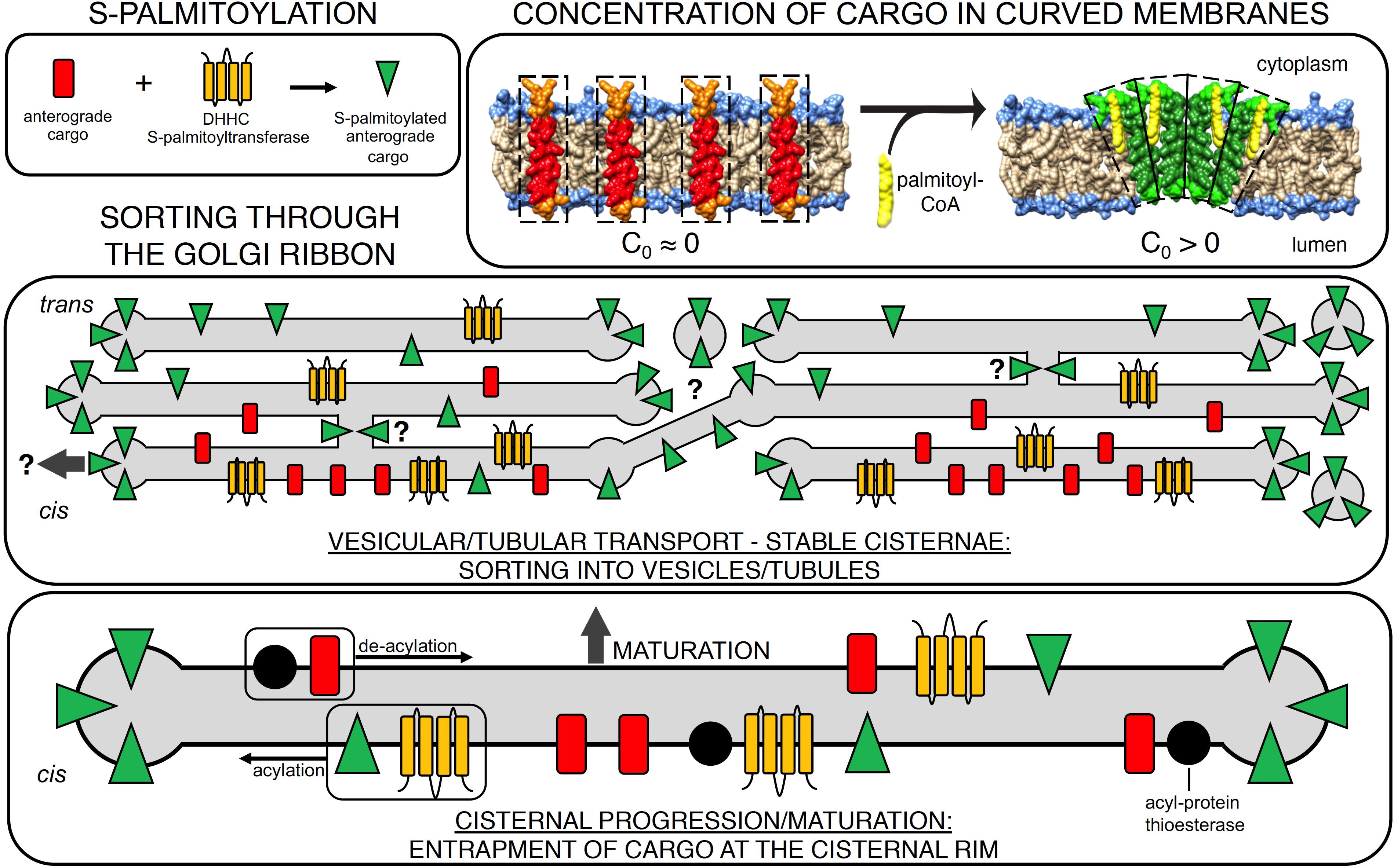 Protein Lipidation: Occurrence, Mechanisms, Biological Functions, and  Enabling Technologies