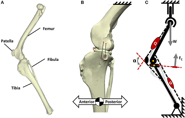 Frontiers Surgical Treatments For Canine Anterior Cruciate