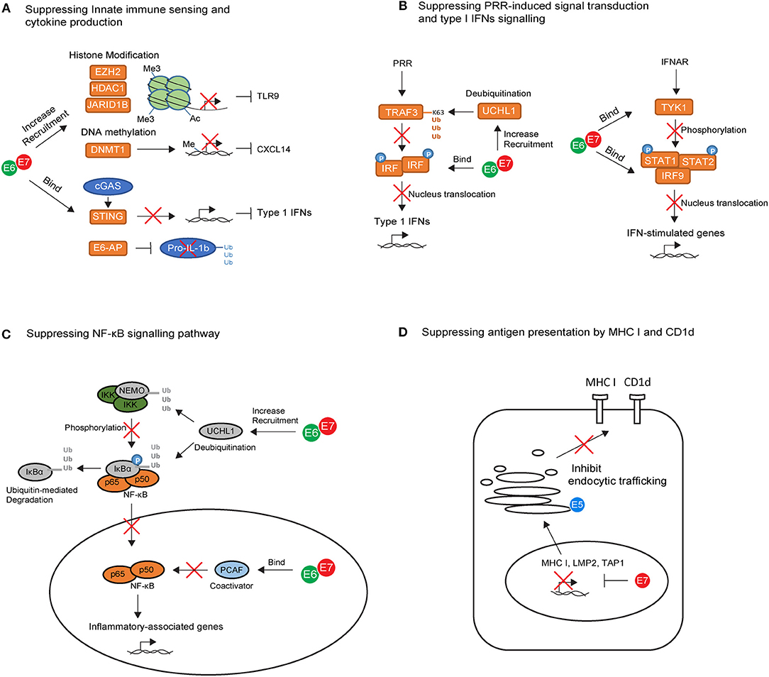 humán papillomavírus receptor