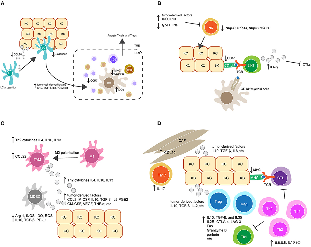 human papillomavirus in cells