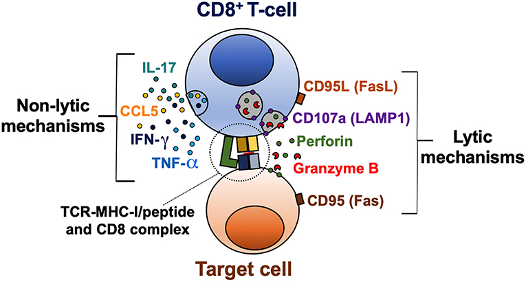 Company maybe request forward online leiten up adenine completion with certificates