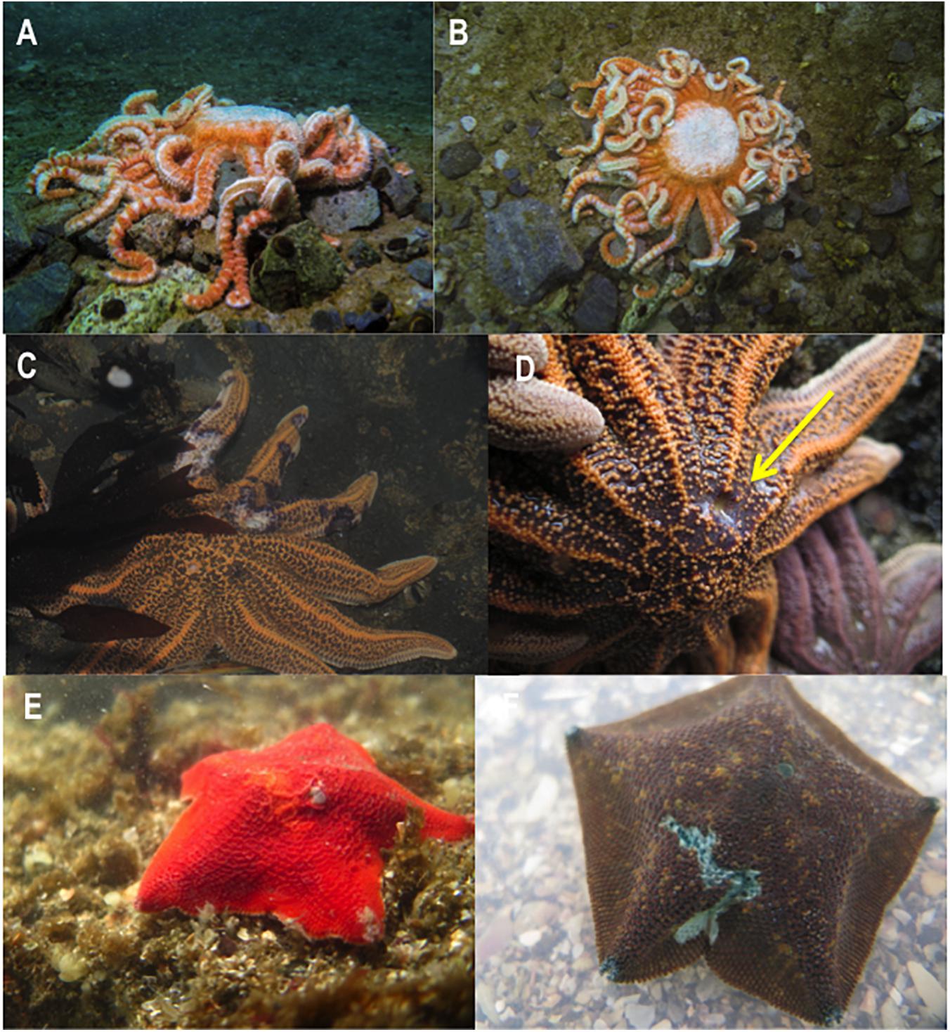 Gulf of Maine Sea Stars (5 Species)