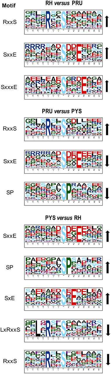Frontiers | iTRAQ-Based Global Phosphoproteomics Reveals