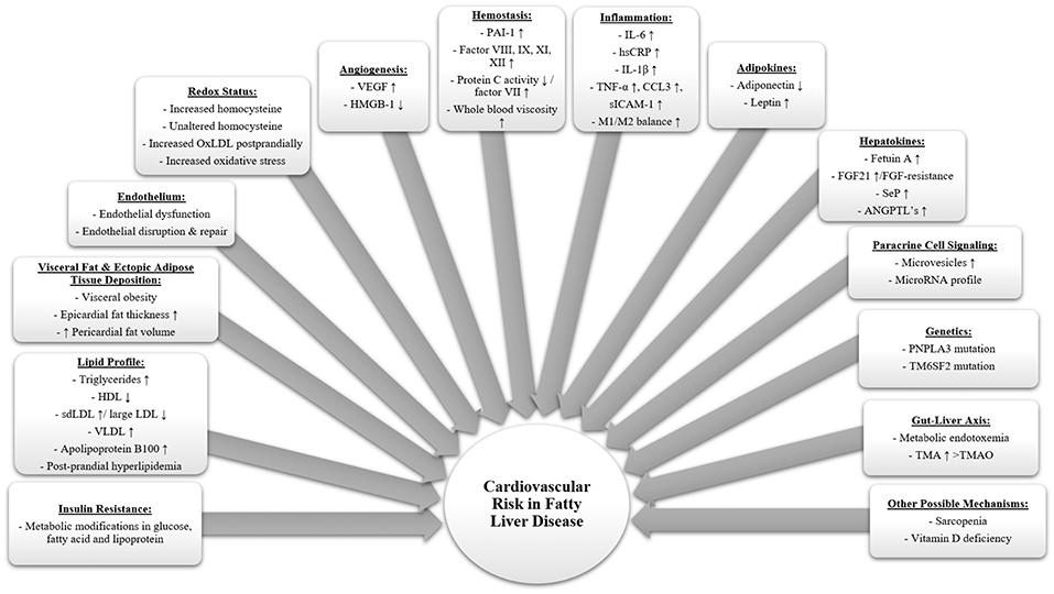 Asa Alt Org Chart 2017