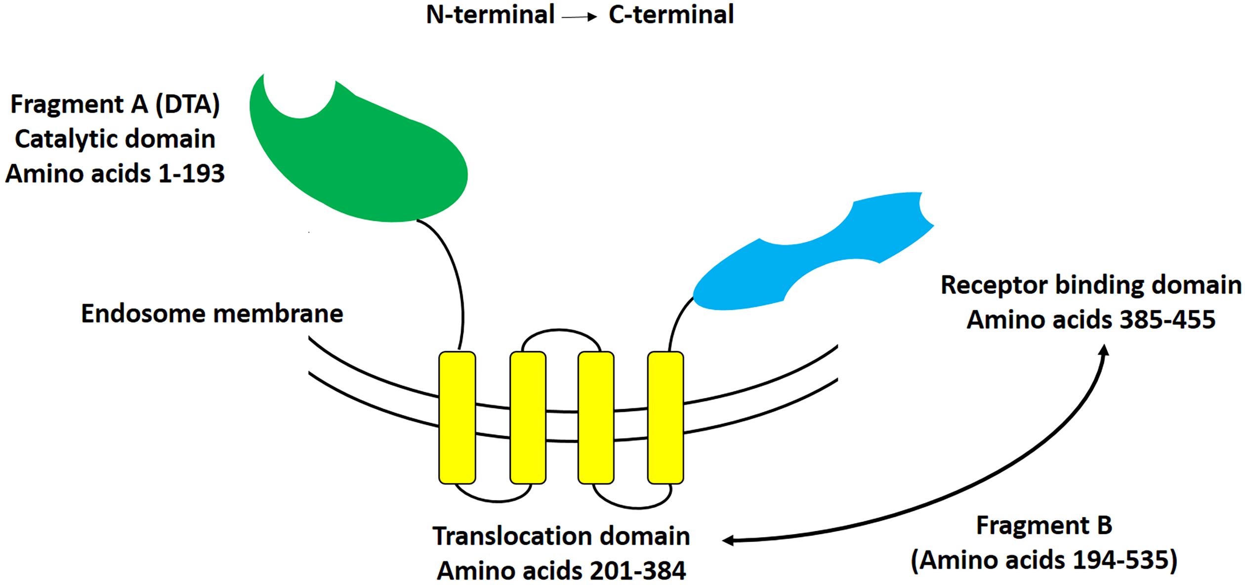 a és b toxin