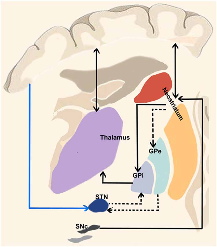 PDF) Tractographical model of the cortico-basal ganglia and corticothalamic  connections: Improving Our Understanding of Deep Brain Stimulation