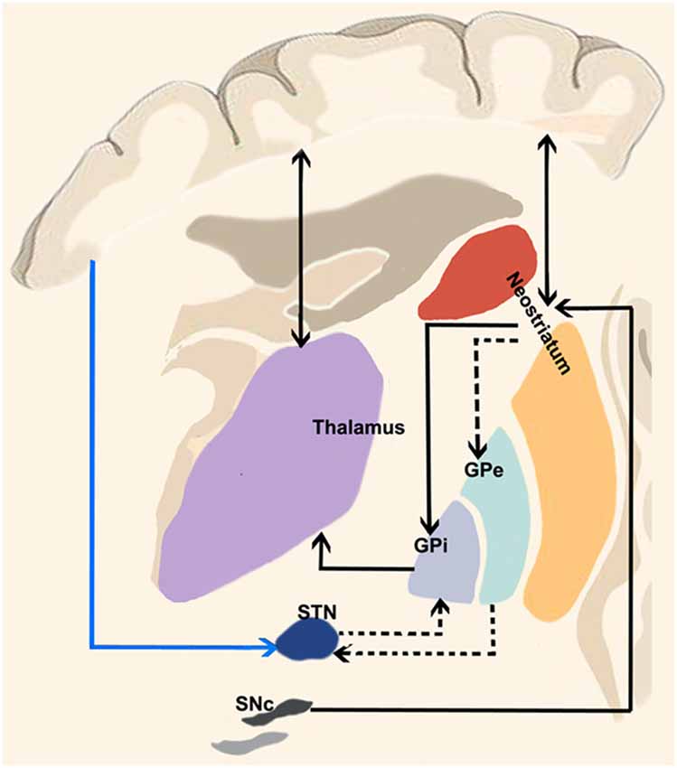 Frontiers | The Cortico-Basal Ganglia-Cerebellar Network: Past, Present ...