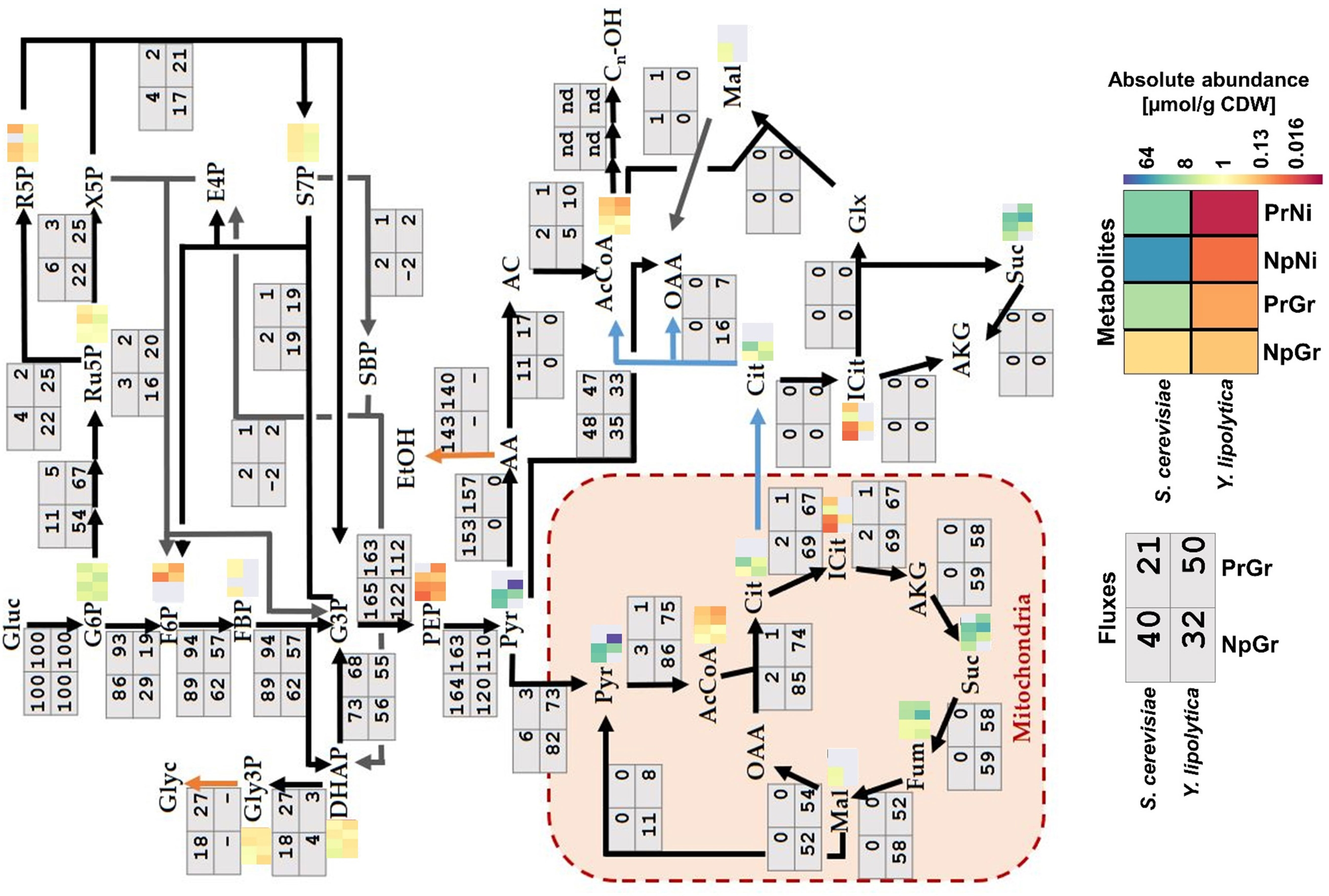 Frontiers Multi Omics Analysis Of Fatty Alcohol Production In