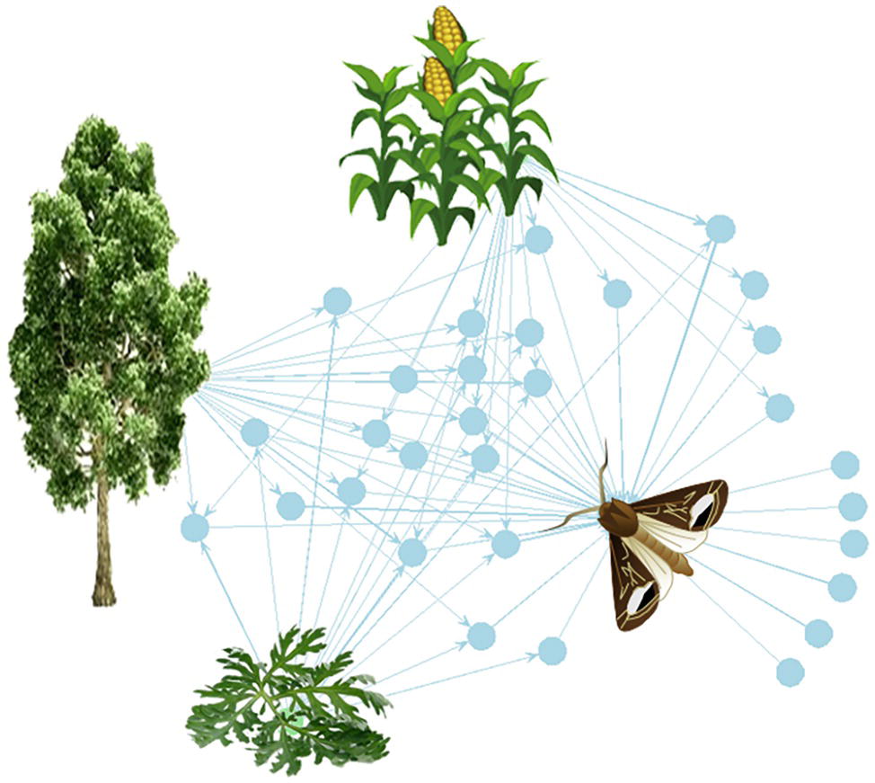 Frontiers  Belowground Chemical Interactions: An Insight Into