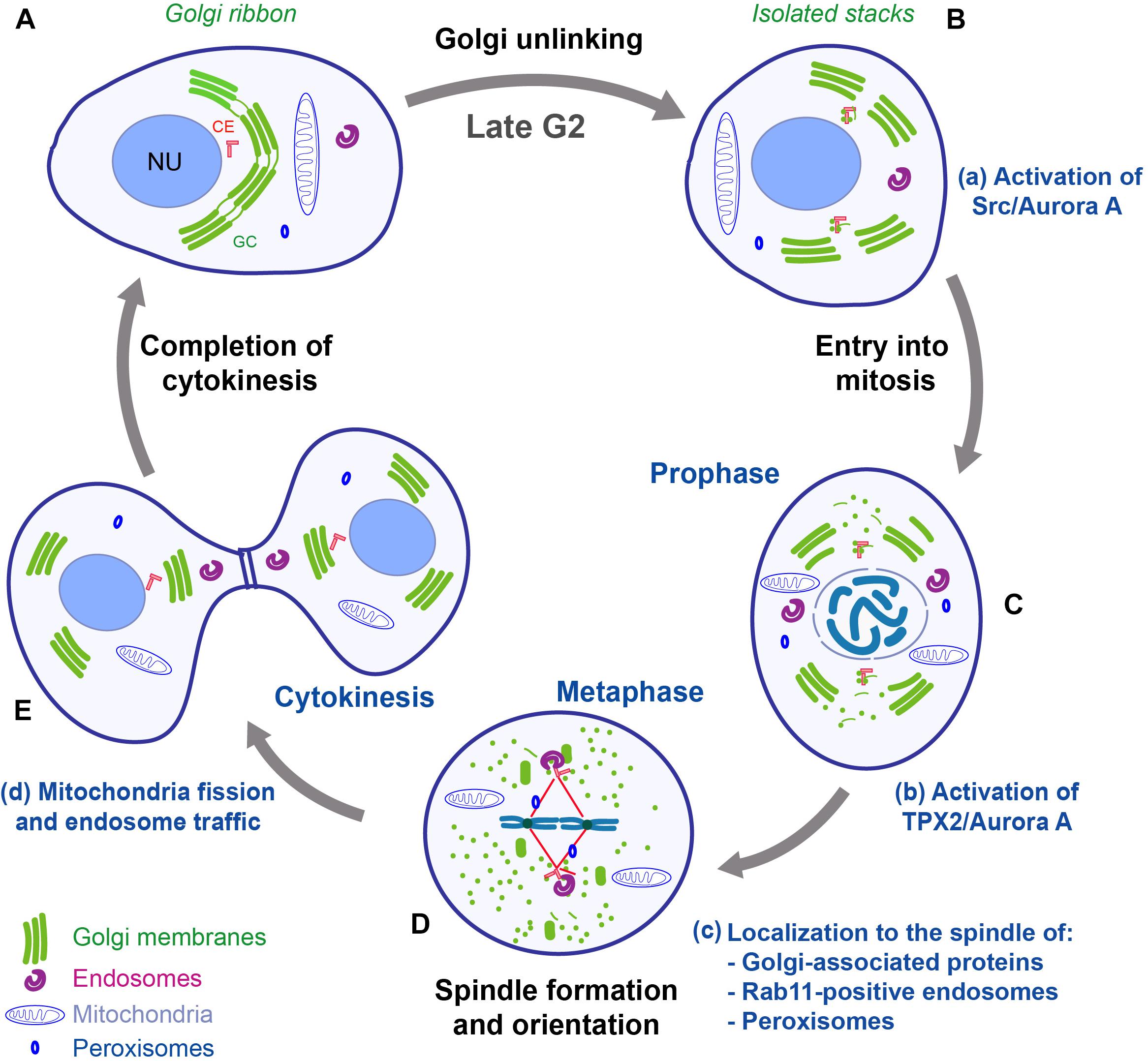 Mitotic Figures Cells. Схема клеточного цикла. The Cell in Development and Inheritance" (Wilson, 1896). Normal and Cancer Tissues mitotic Index Table. Each cell