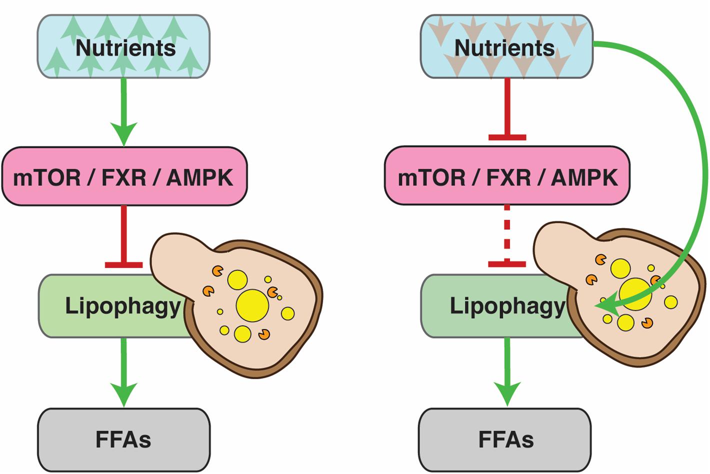 Soluble epoxide hydrolase deficiency attenuates lipotoxic cardiomyopathy  via upregulation of AMPK-mTORC mediated autophagy - Journal of Molecular  and Cellular Cardiology