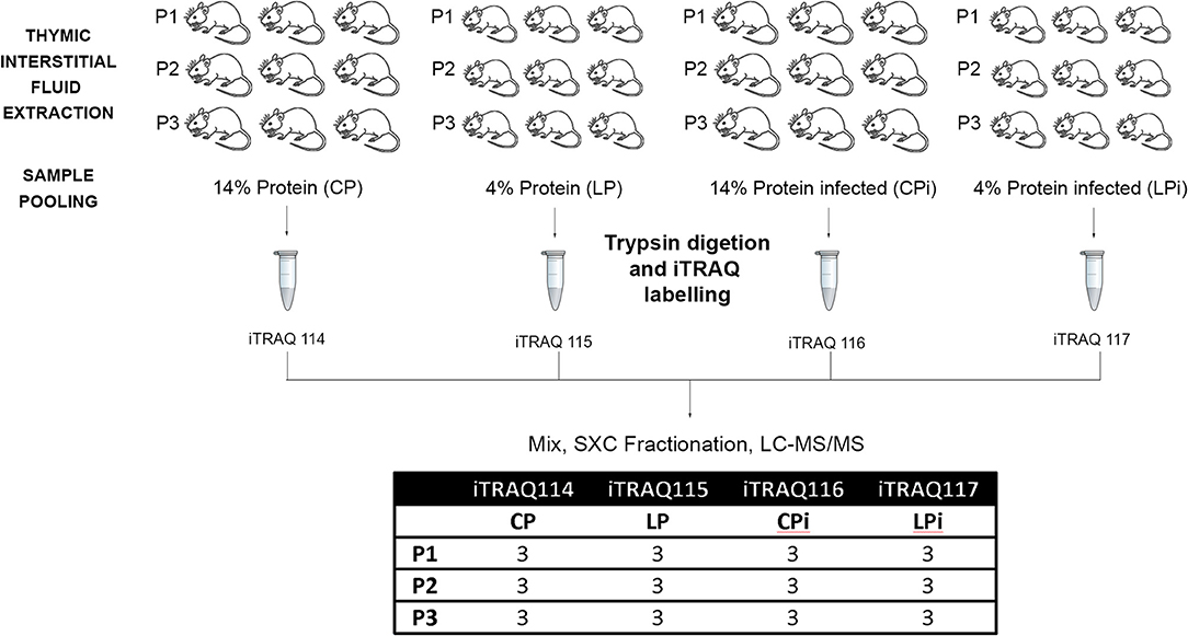 Frontiers Thymic Microenvironment Is Modified By Malnutrition And Leishmania Infantum Infection Cellular And Infection Microbiology