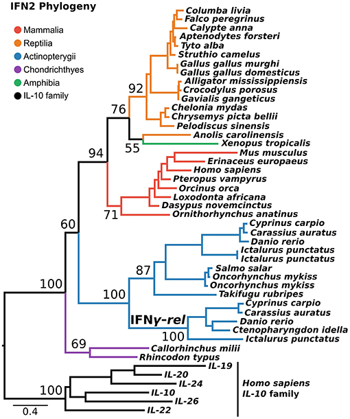 Frontiers  Discovery of All Three Types in Cartilaginous Fishes