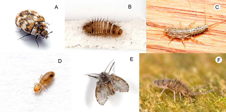 Figure 2 - Scavengers around the home: (A) carpet beetle (Anthrenus) adult and (B) larva, (C) silverfish (Lepismatidae), (D) book louse (Liposcelididae).