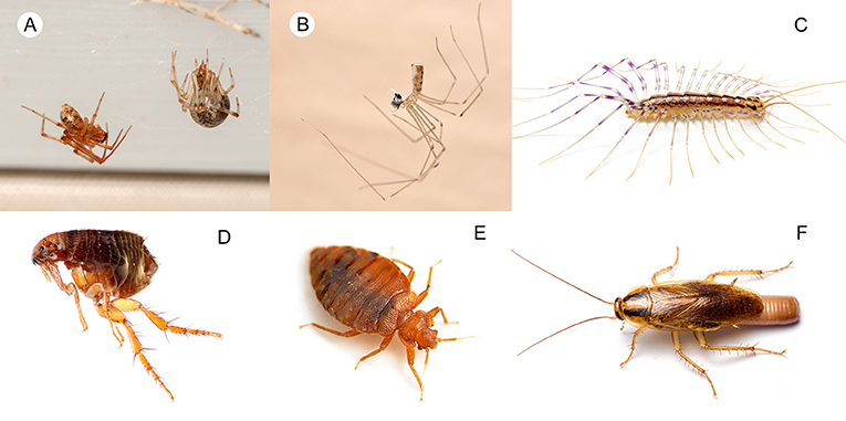 Figure 3 - Arthropod predators found in the home: (A) cobweb spiders (Theridiidae), (B) cellar spider (Pholcidae) with prey, and (C) house centipede (Scutigera coleoptrata).