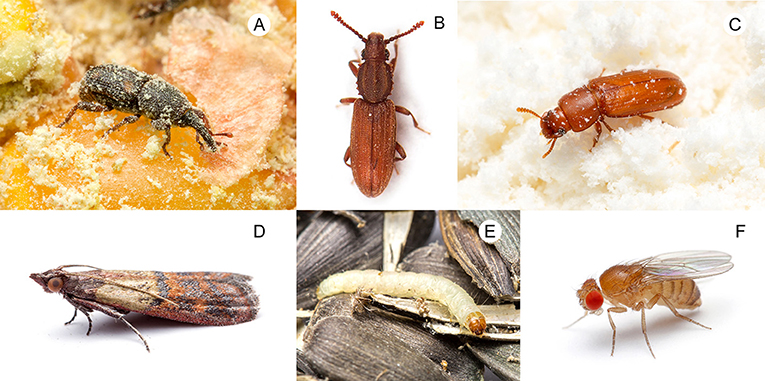 Sharing Your Home With Arthropods · Frontiers for Young Minds