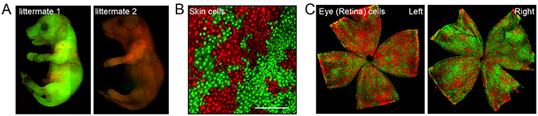 شكل 2 - التُقِطَت هذه الصور باستخدام مجهر يُمكنه التعرف على الأصبغة الحمراء والخضراء التي لوِّنت بها كروموسومات الفأر (مُقتبس من Wu et al. [4]).