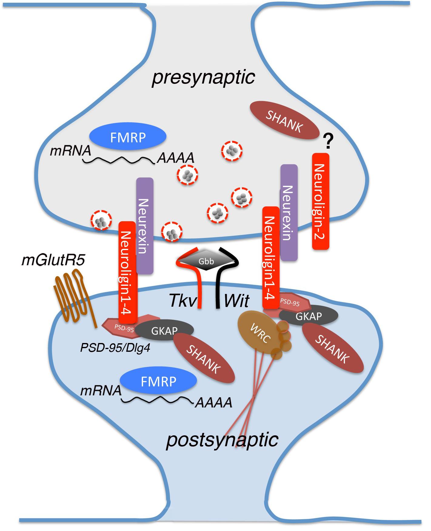 fphys-10-00987-g001.jpg