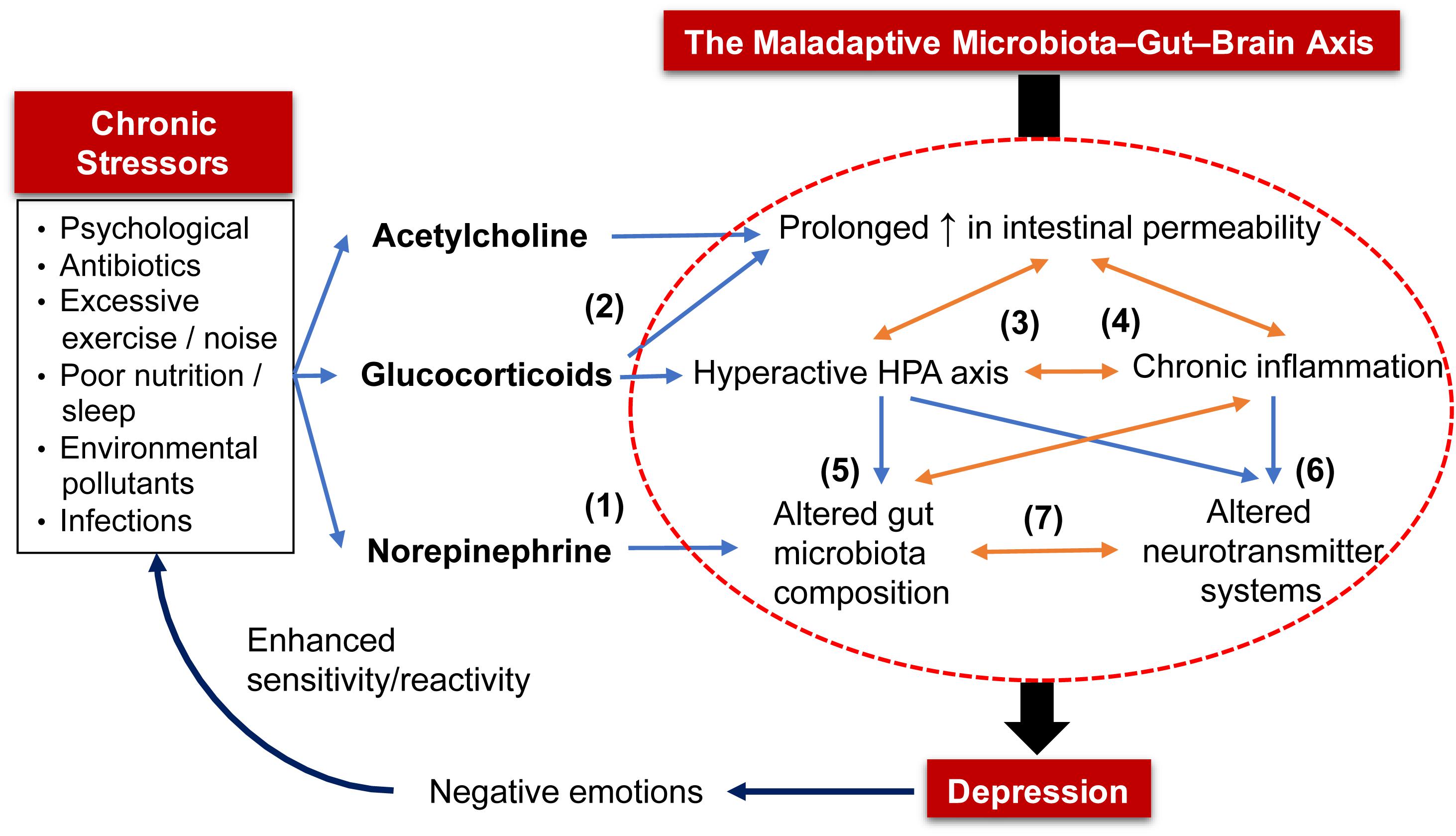 Frontiers | Antidepressive Mechanisms of Probiotics and Their 