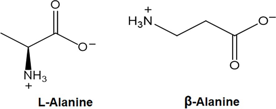 Frontiers  The Synthesis and Role of β-Alanine in Plants