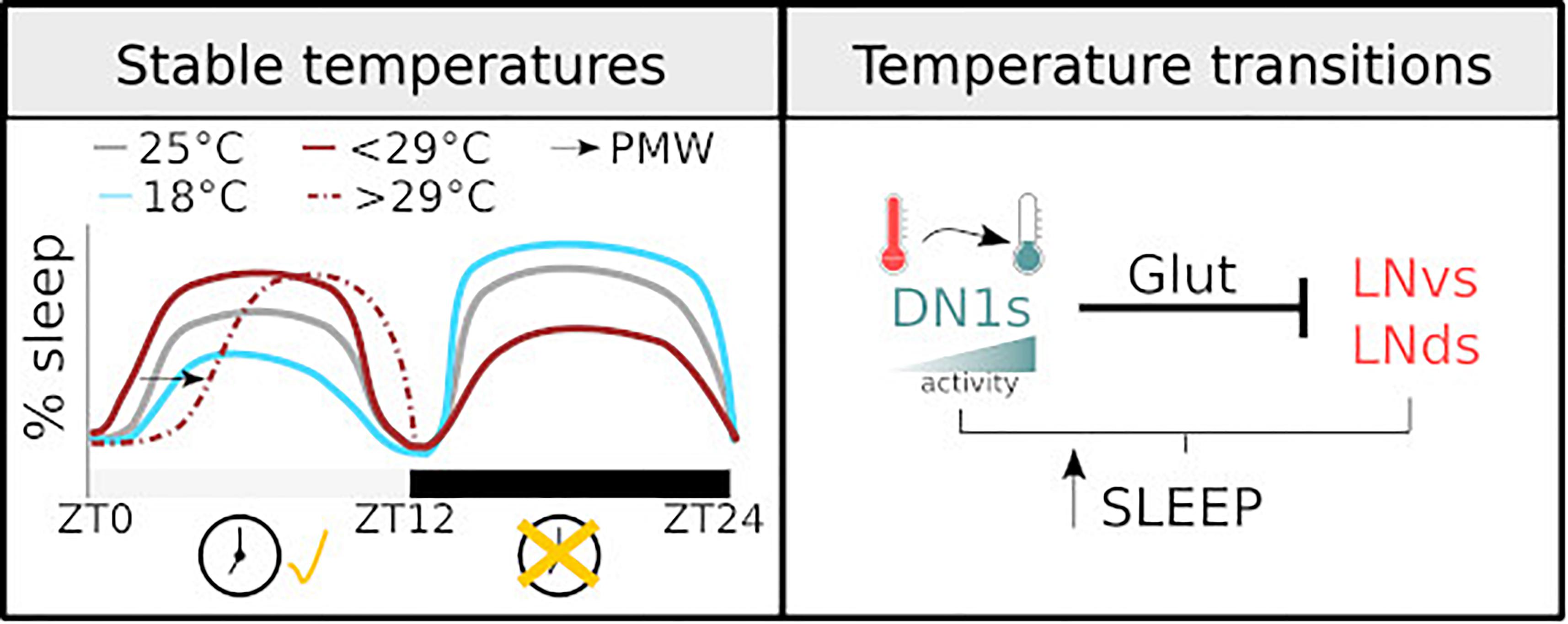 Frontiers  Cellular and Molecular Mechanisms of REM Sleep Homeostatic  Drive: A Plausible Component for Behavioral Plasticity