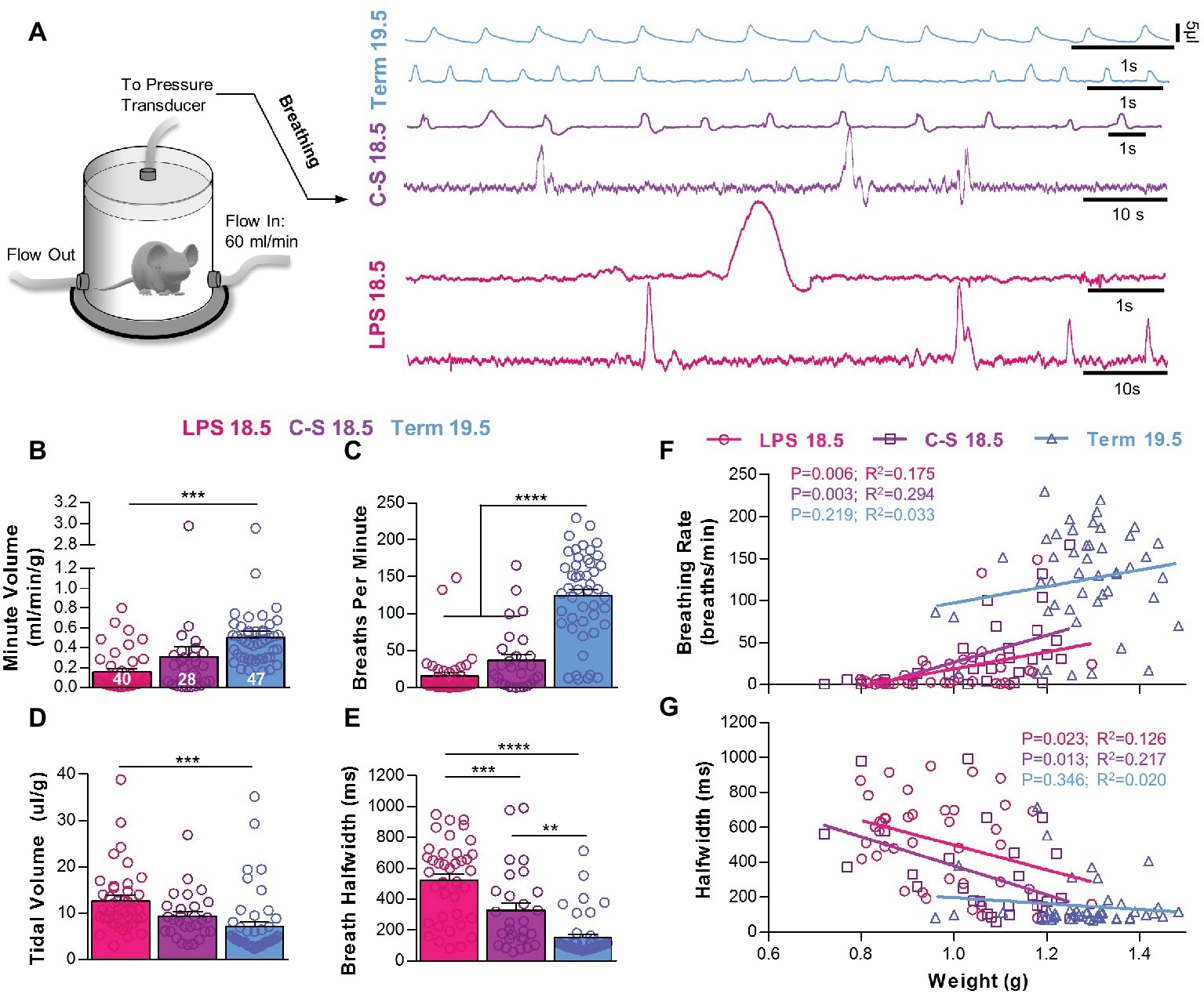 Frontiers  Perinatal Breathing Patterns and Survival in Mice Born  Prematurely and at Term