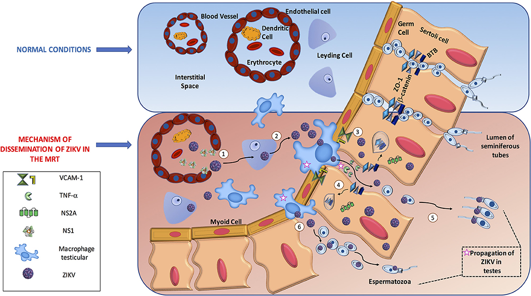 How Zika Virus Evades Antiviral Response of Cells