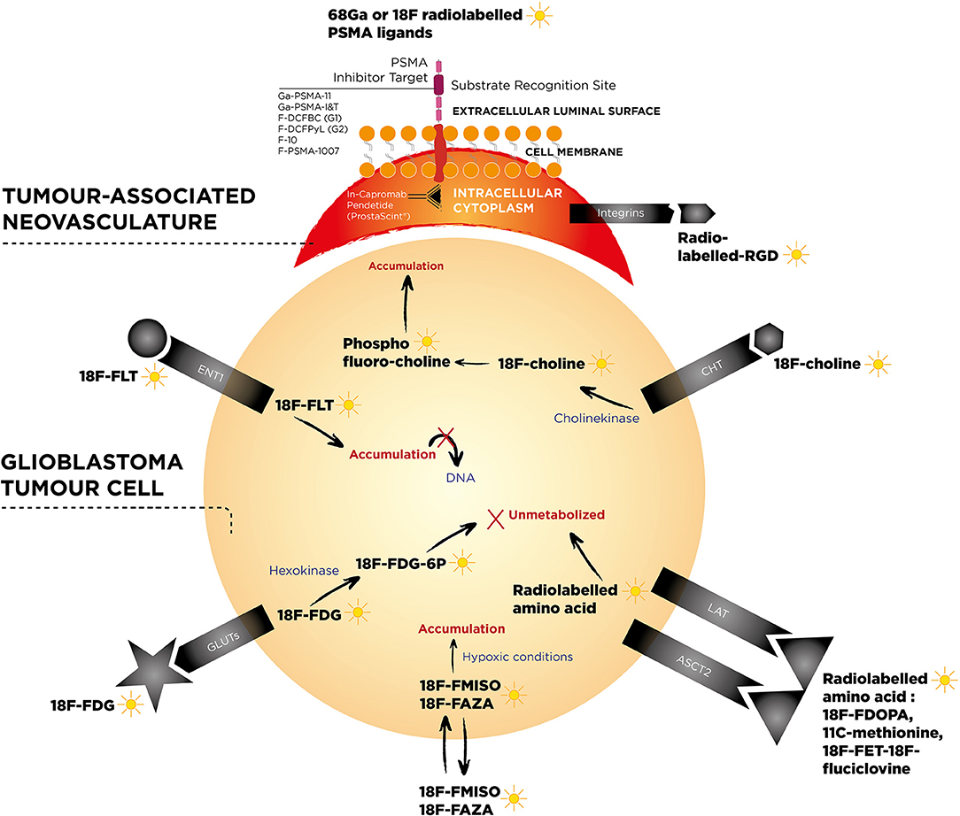 how do i get tested for antibodies covid 19