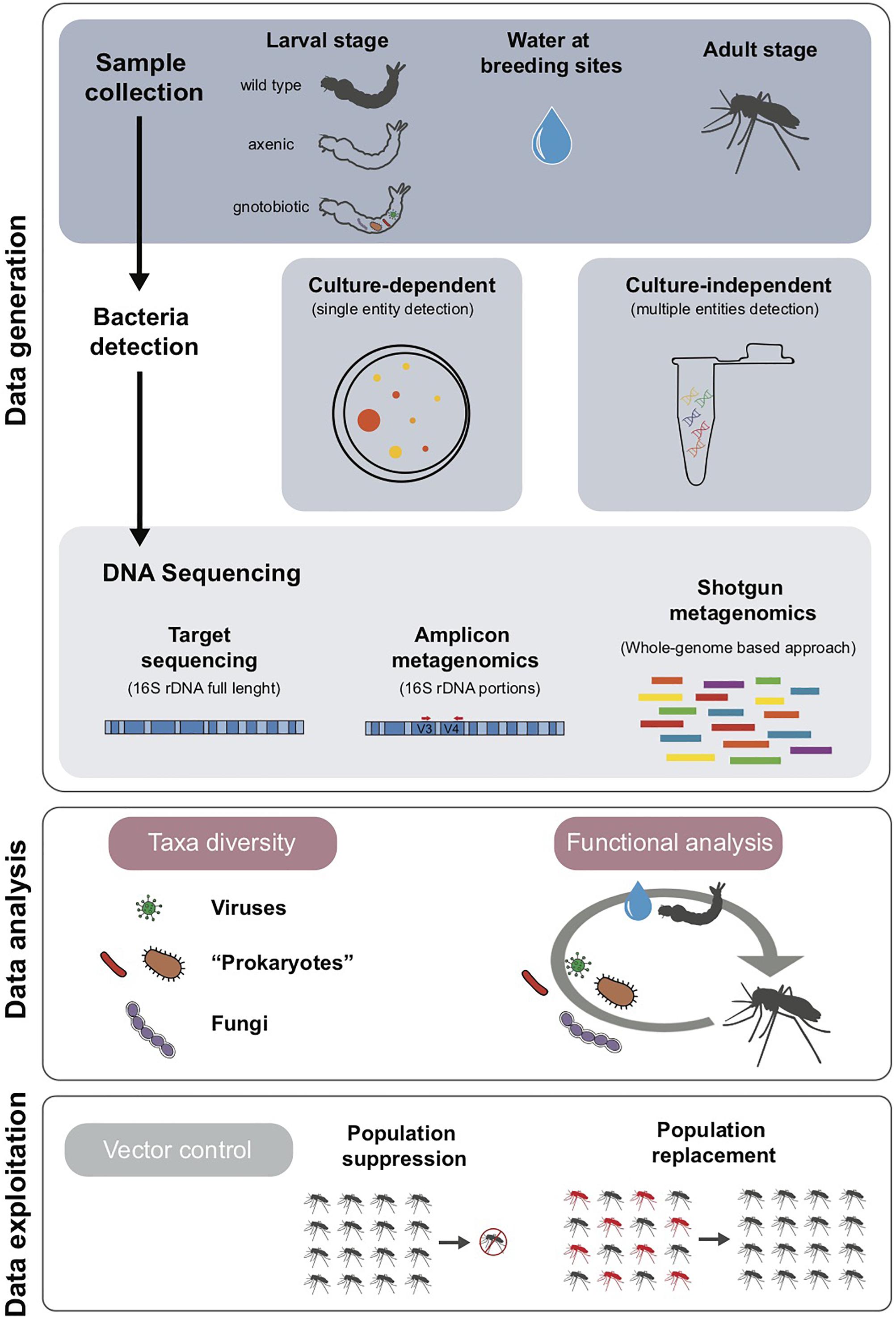 Frontiers  The Axenic and Gnotobiotic Mosquito: Emerging Models for  Microbiome Host Interactions