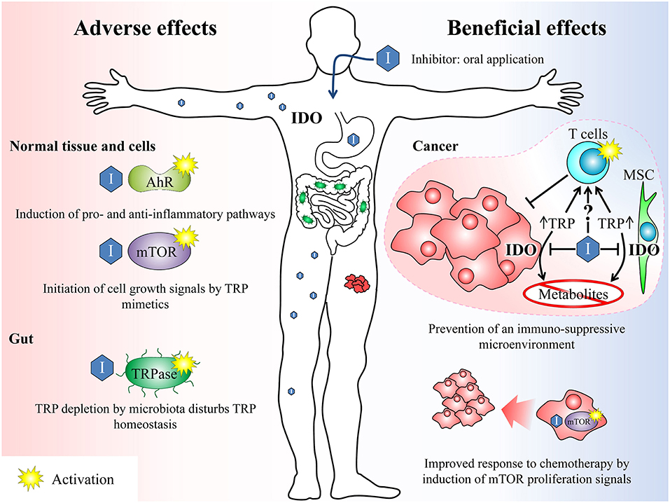 Frontiers | Limitations and Off-Target Effects of Tryptophan-Related ...