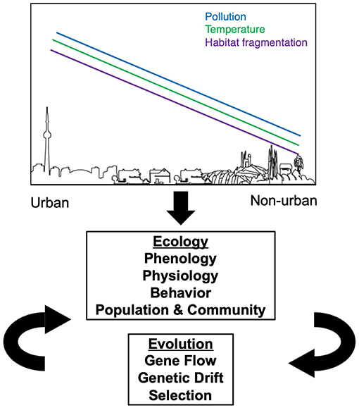 Frontiers  Urbanization Shapes the Ecology and Evolution of Plant
