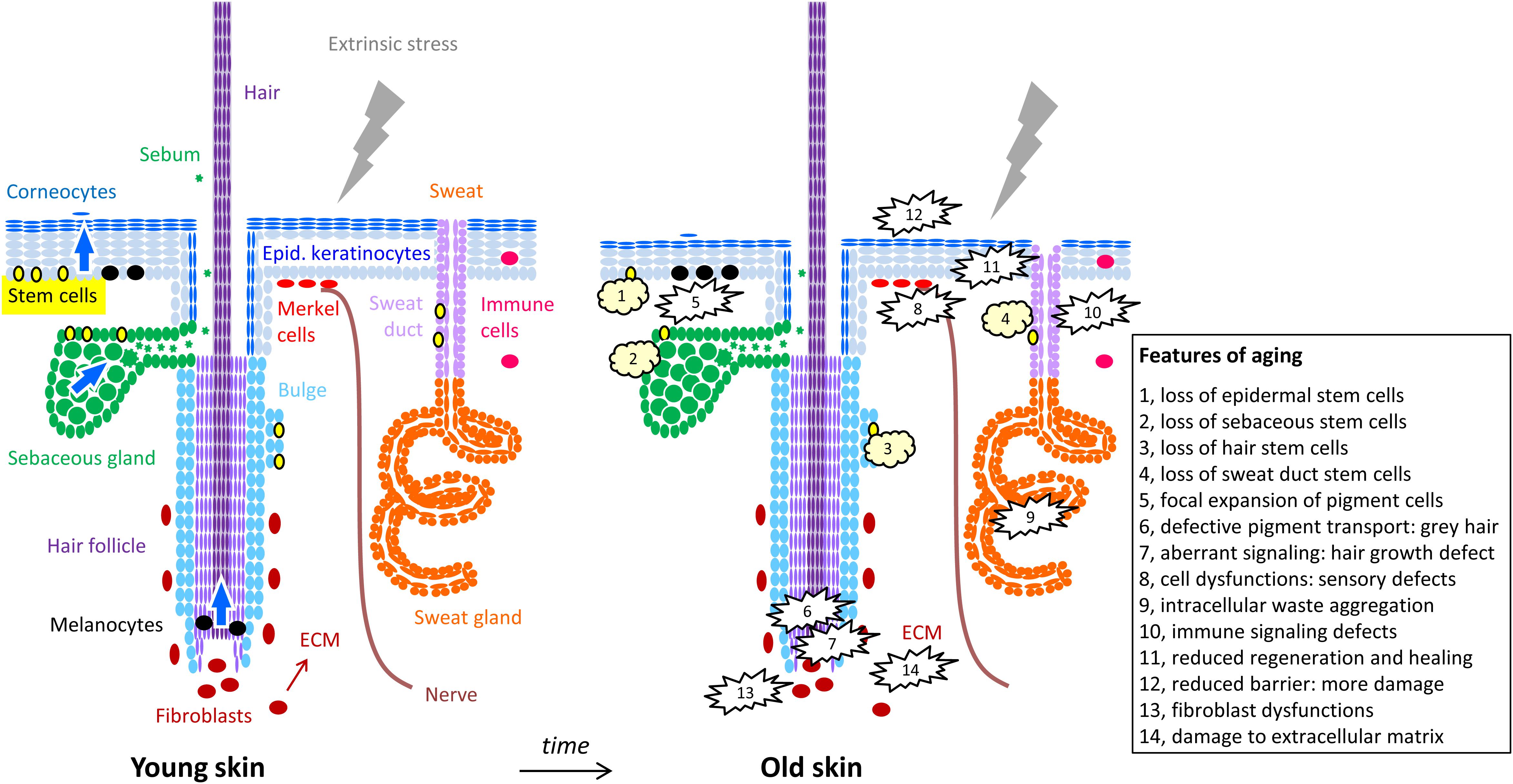 Frontiers Autophagic Control Of Skin Aging Cell And