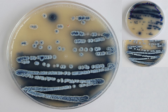 איור 2 - תרבית של Streptomyces coelicolor צבועים בכחול, עם נבגים לבנים.