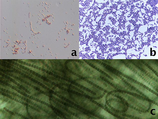 Figure 1 - Structures of some of the bacteria that are used as model microorganisms.