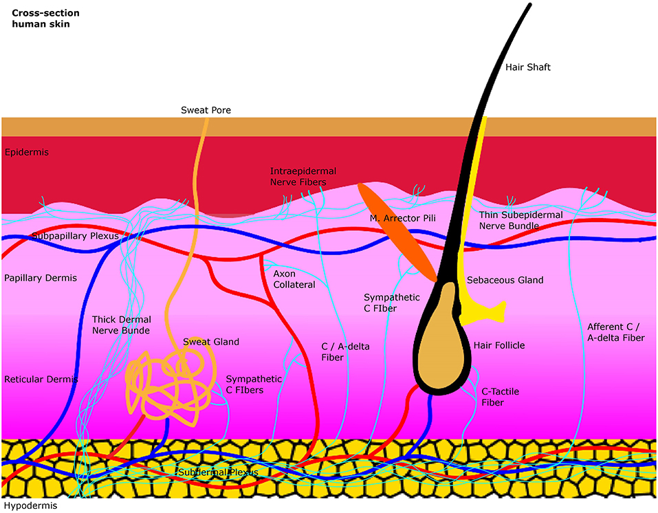 Frontiers | Architecture of the Cutaneous Autonomic Nervous System