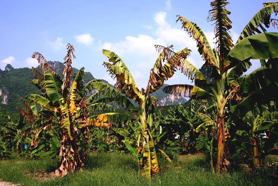 Figure 14 Cavendish banana plants affected by Fusarium wilt tropical race 4