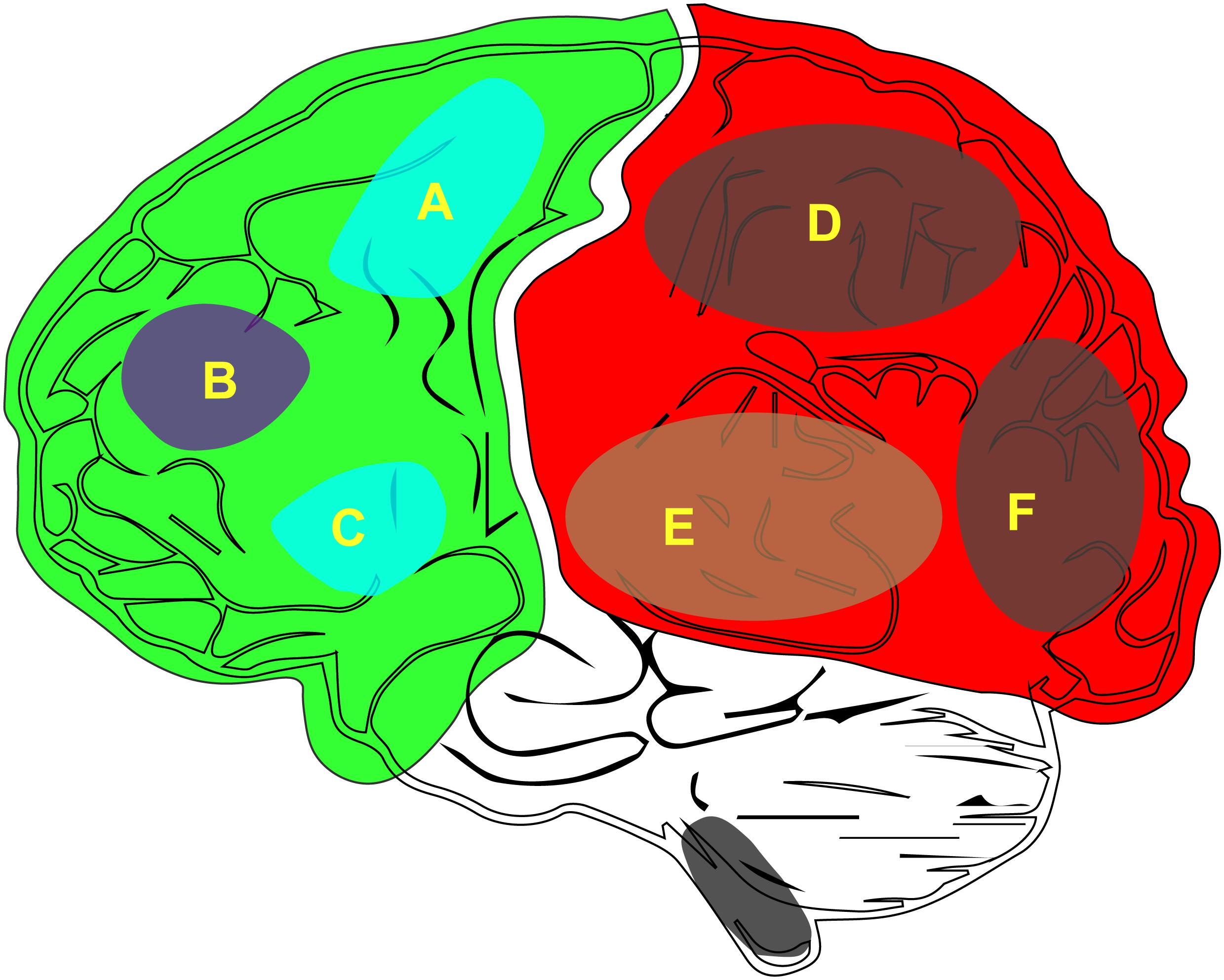 Brain scans are putting a major theory of consciousness to the test