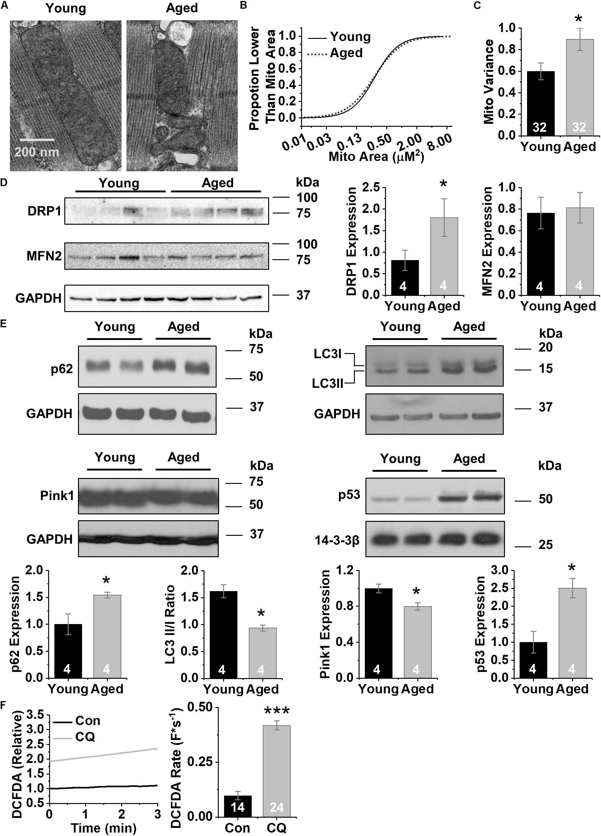 fphys-10-01277-g001.jpg