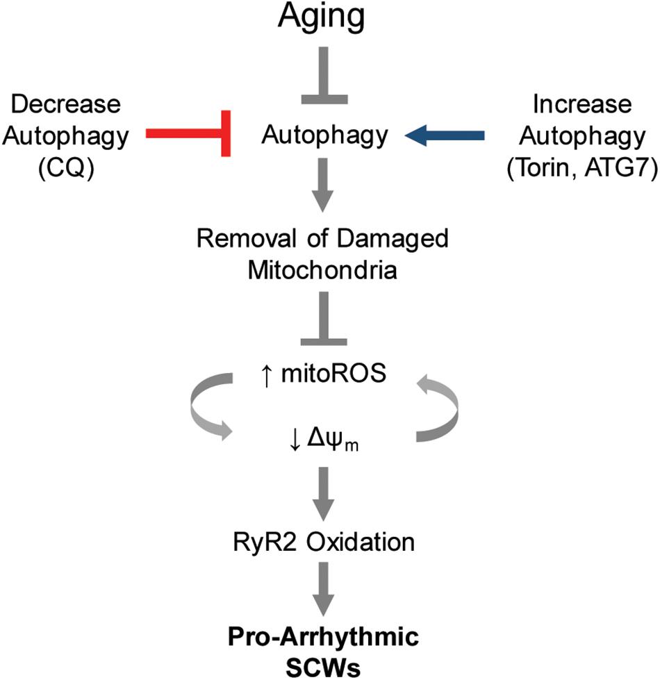 fphys-10-01277-g006.jpg