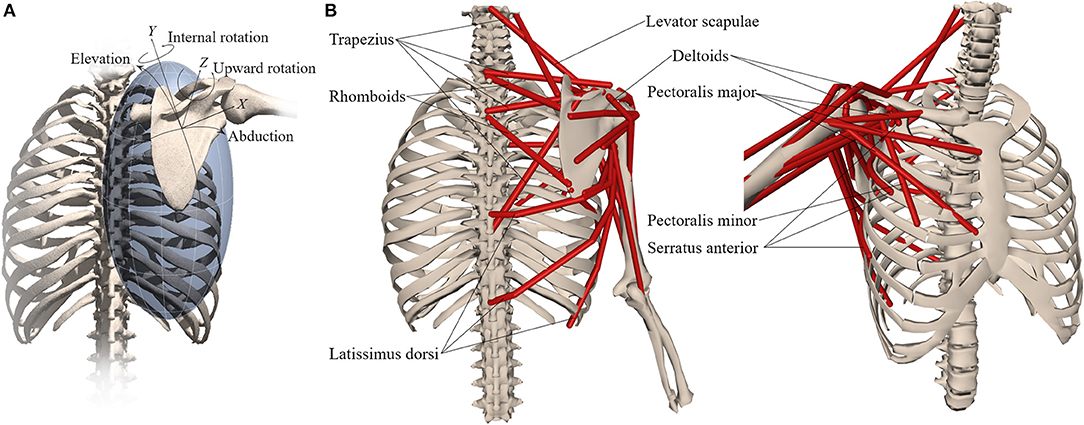 Frontiers Muscle Contributions To Upper Extremity Movement And Work From A Musculoskeletal Model Of The Human Shoulder Frontiers In Neurorobotics
