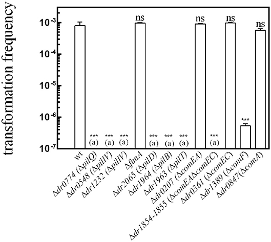 Deinococcus radiodurans nucleoid and distribution states of the